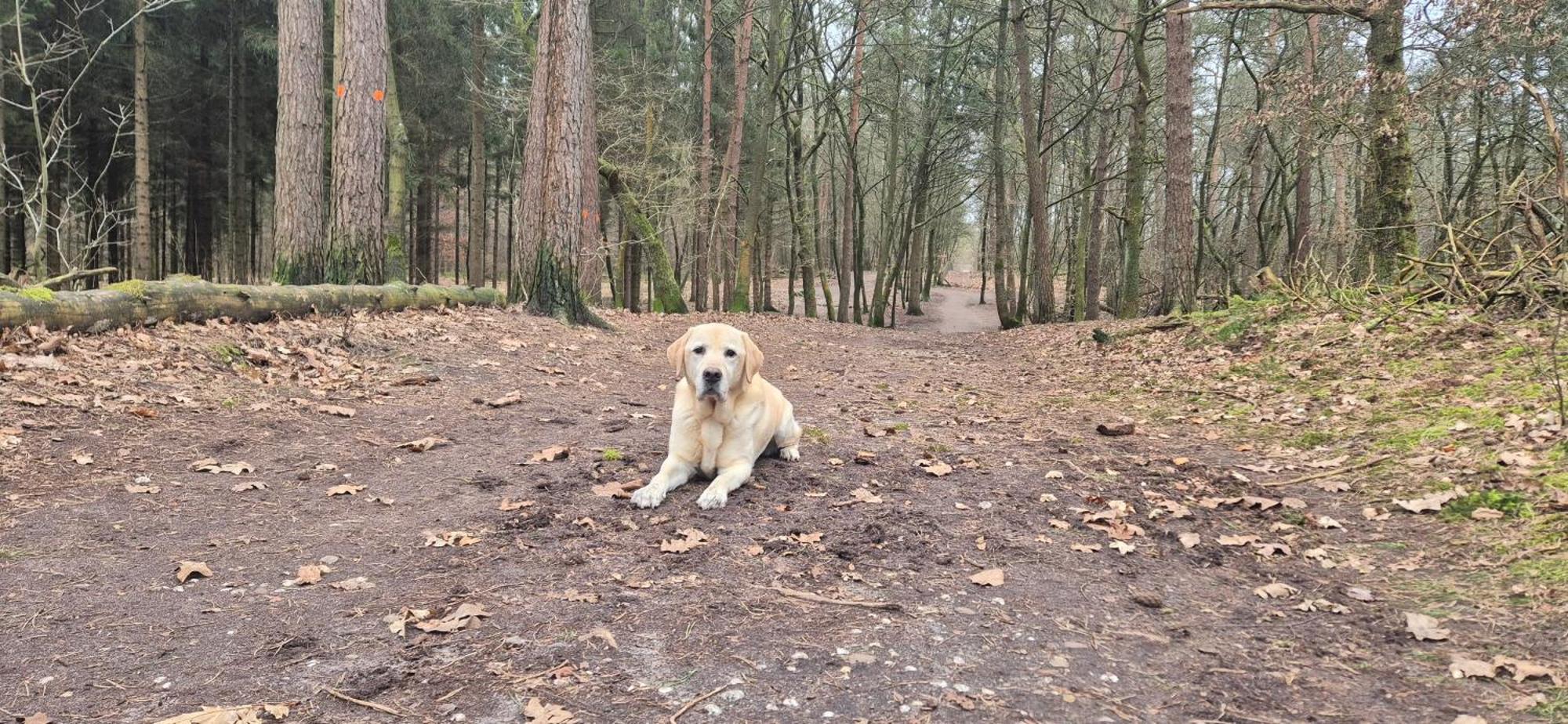 Het Veluwse Boshuisje Knus Chalet Met Omheinde Tuin Op De Veluwe ホンデルロー エクステリア 写真