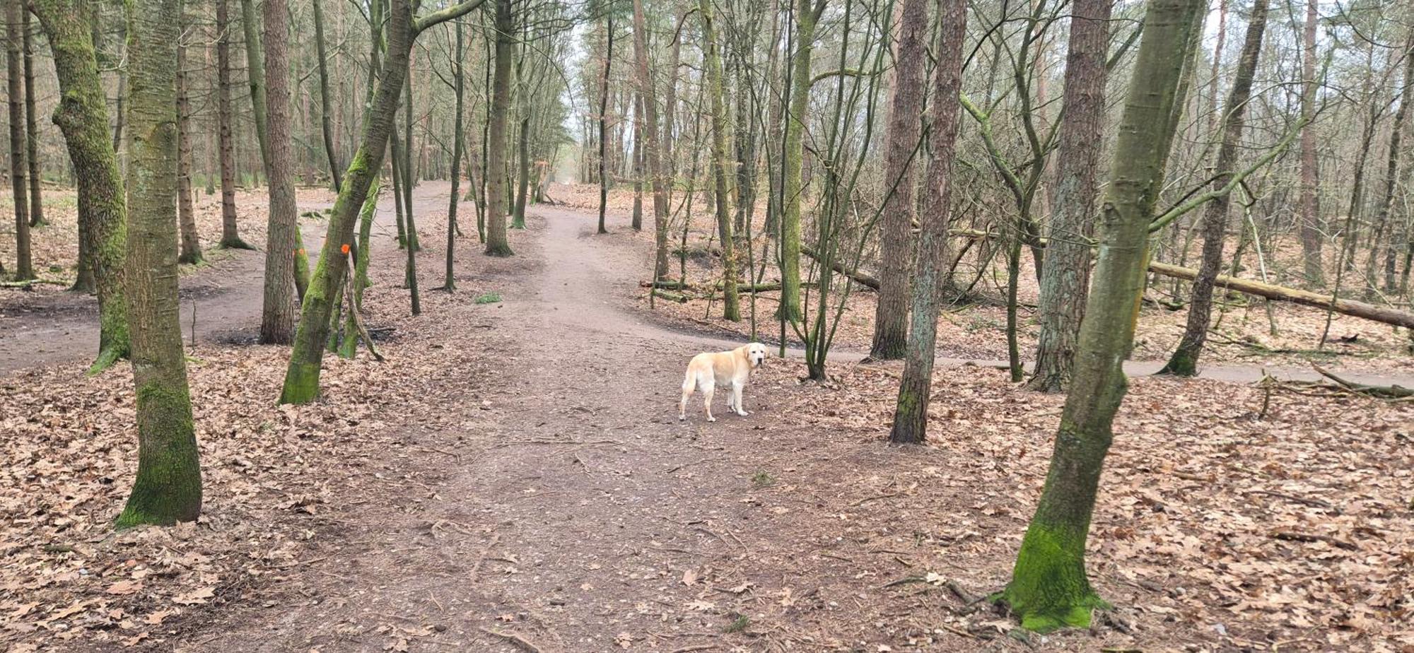 Het Veluwse Boshuisje Knus Chalet Met Omheinde Tuin Op De Veluwe ホンデルロー エクステリア 写真